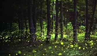 萤火虫娱乐吃瓜