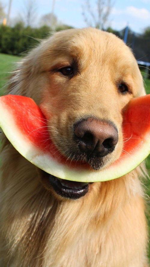 娱乐吃瓜酱幼崽